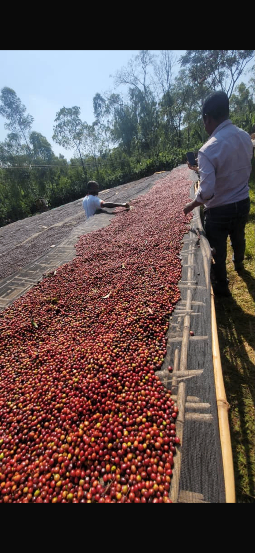 koffiebessen drogen op droogbedden in ethiopië